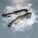 003-POISSON-big.jpg