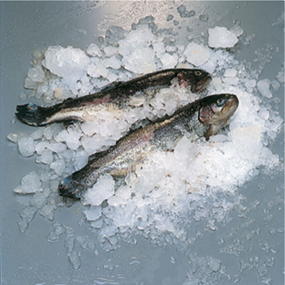 004-POISSON-big.jpg